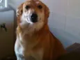 Mel