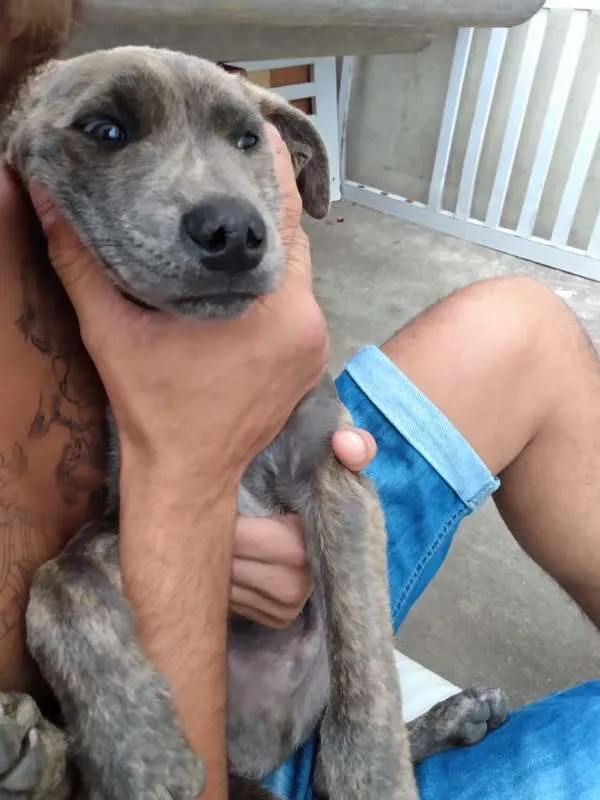 Cachorro ra a SRD idade 2 a 6 meses nome Filhotes- Urgente