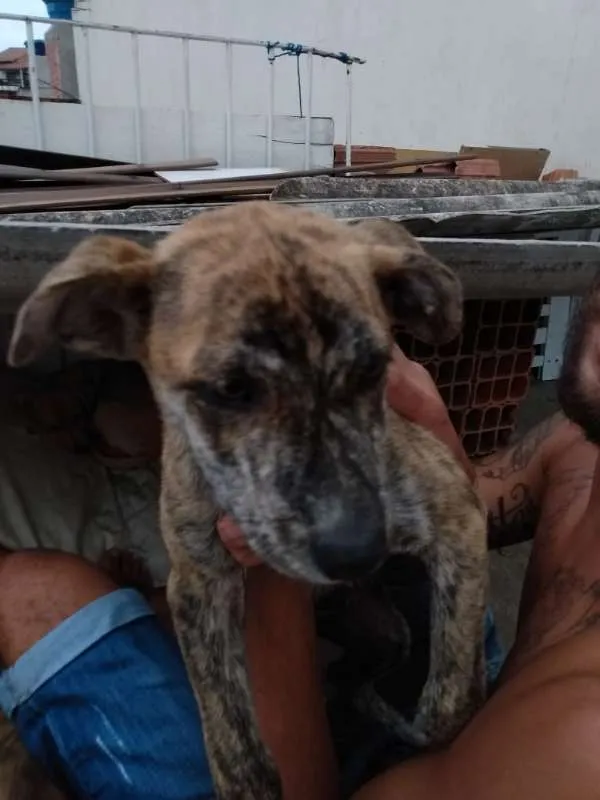 Cachorro ra a SRD idade 2 a 6 meses nome Filhotes- Urgente