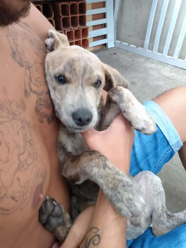 Cachorro ra a SRD idade 2 a 6 meses nome Filhotes- Urgente