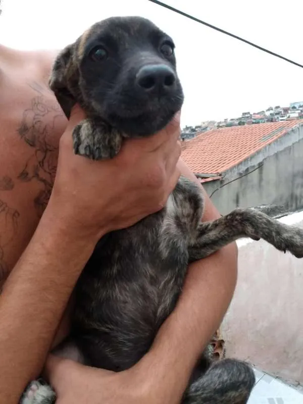 Cachorro ra a SRD idade 2 a 6 meses nome Filhotes- Urgente