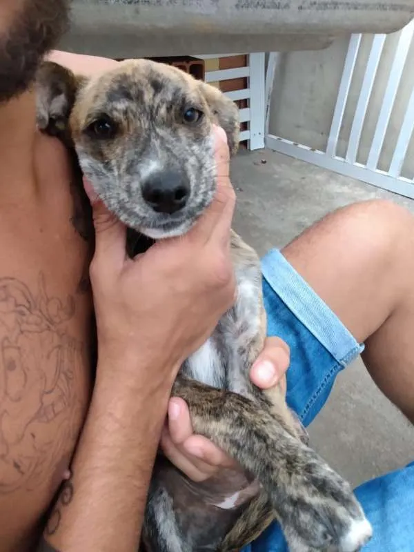 Cachorro ra a SRD idade 2 a 6 meses nome Filhotes- Urgente