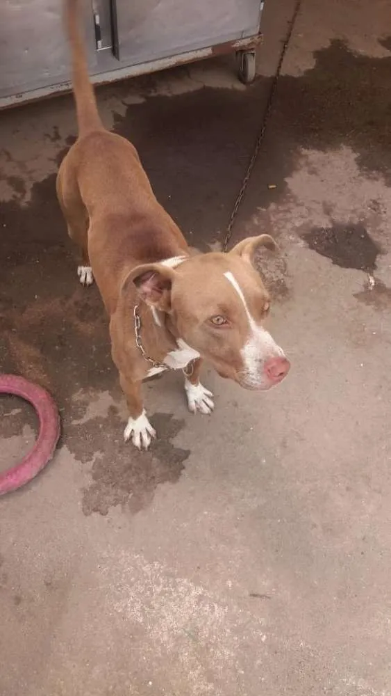 Cachorro ra a Pitbull com Vira lata idade 4 anos nome LUNA