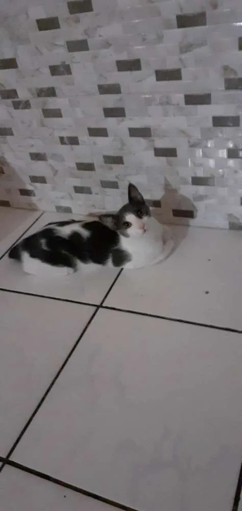 Gato raça Sr idade 7 a 11 meses nome Samuka