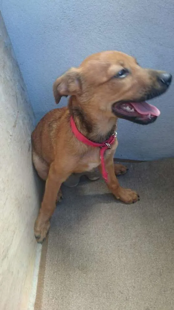Cachorro ra a Raciado idade 2 a 6 meses nome Joshef