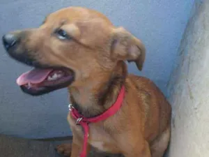 Cachorro raça Raciado idade 2 a 6 meses nome Joshef