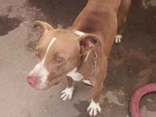 Cachorro ra a Pitbull com Vira lata idade 4 anos nome LUNA