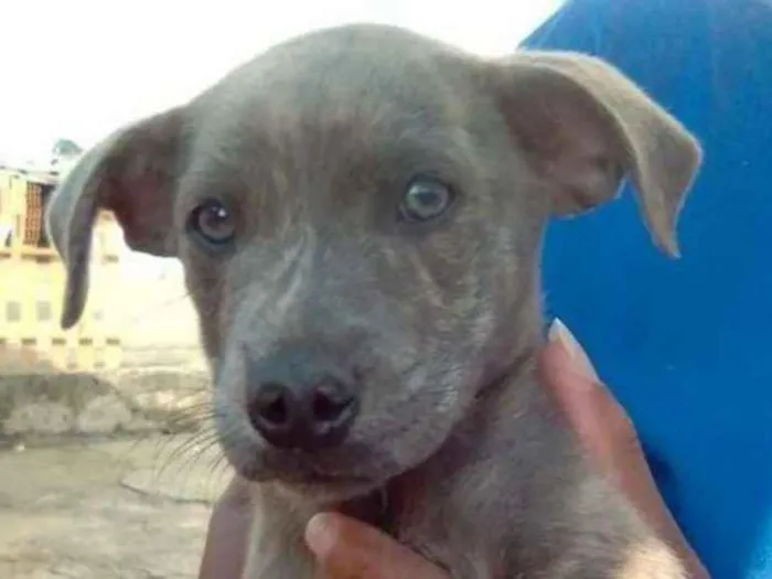 Cachorro ra a SRD idade 2 a 6 meses nome Filhotes- Urgente