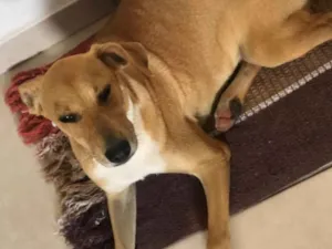 Cachorro raça SRD idade 7 a 11 meses nome Princesa 
