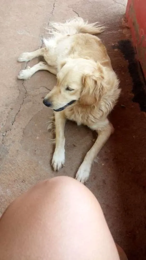 Cachorro ra a Mistura de cocker com golden r idade 3 anos nome Bingo