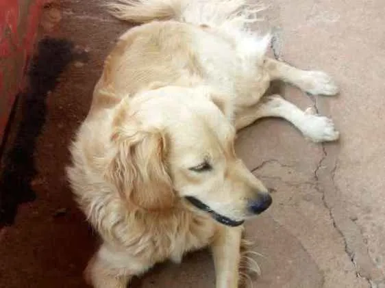 Cachorro ra a Mistura de cocker com golden r idade 3 anos nome Bingo