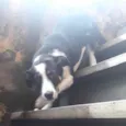 Pipoca