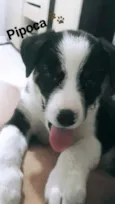 Pipoca