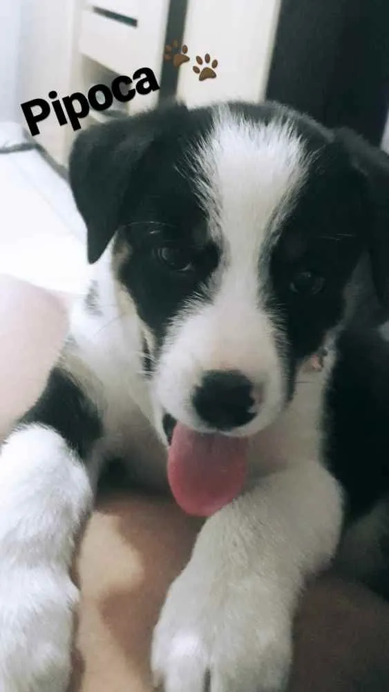Cachorro raça Vira lata  idade 2 a 6 meses nome Pipoca