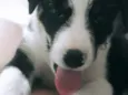 Pipoca