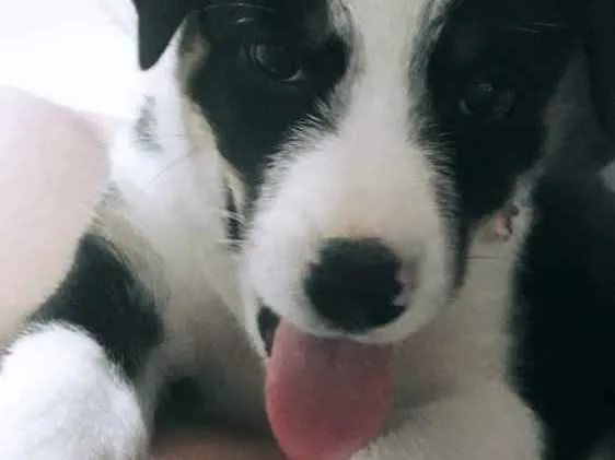 Cachorro raça Vira lata  idade 2 a 6 meses nome Pipoca