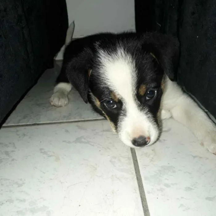 Cachorro raça Vira lata  idade 2 a 6 meses nome Pipoca