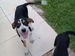 Cachorro raça Perdigueiro com labrador  idade 2 a 6 meses nome Thor