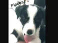 Pipoca