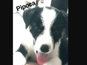 Cachorro raça Vira lata  idade 2 a 6 meses nome Pipoca