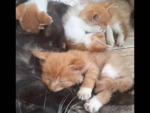 Gato raça Não sei idade Abaixo de 2 meses nome Varios