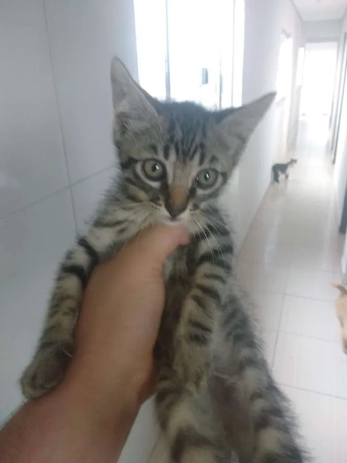 Gato ra a Não sei  idade 2 a 6 meses nome Não tem