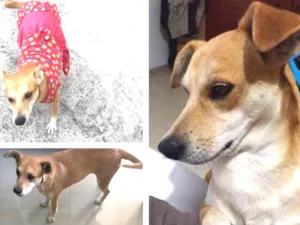 Cachorro raça SRD idade 5 anos nome Mel