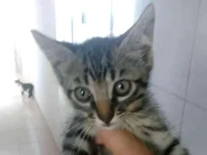 Gato raça Não sei  idade 2 a 6 meses nome Não tem