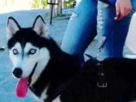 Cachorro ra a Husky siberiano idade 4 anos nome Bella