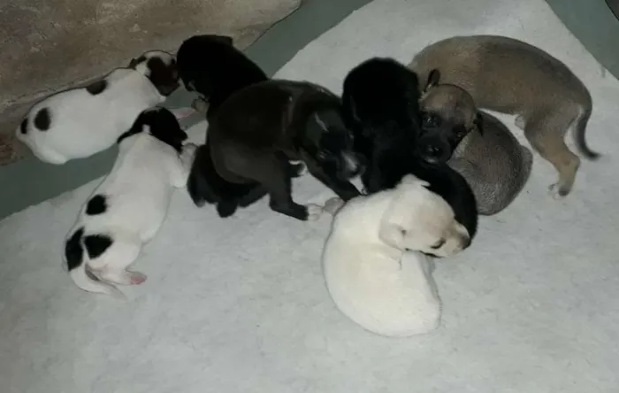 Cachorro ra a mestiços idade Abaixo de 2 meses nome Cachorro