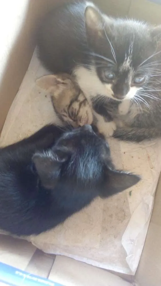 Gato raça  idade  nome Gatinhos 