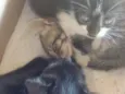 Gatinhos 