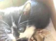 Gatinhos 