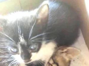 Gato raça  idade  nome Gatinhos 
