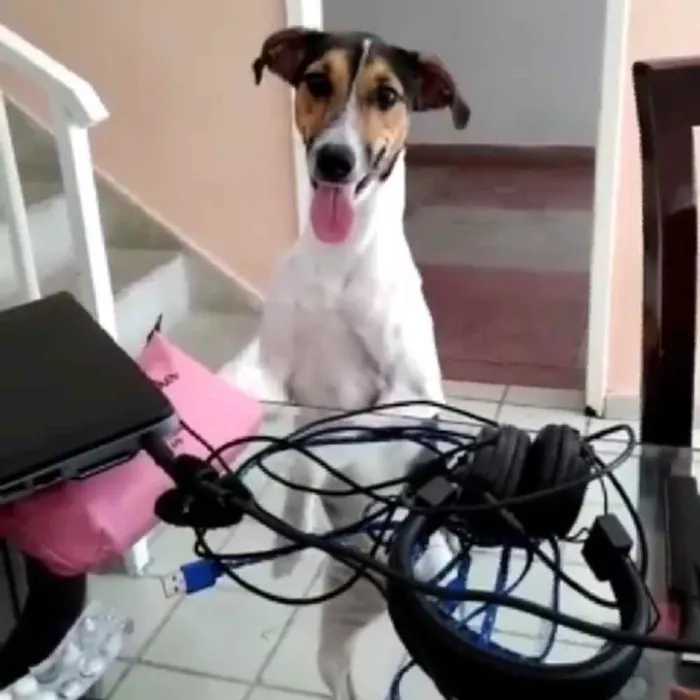 Cachorro ra a Srd idade 1 ano nome Mel