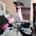 Mel