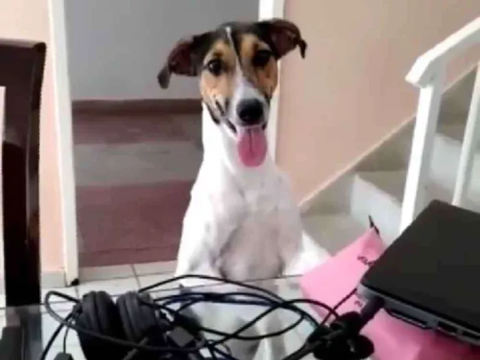 Cachorro ra a Srd idade 1 ano nome Mel