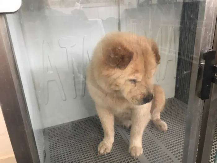 Cachorro ra a Chow chow idade 6 ou mais anos nome Tina , (provisório)