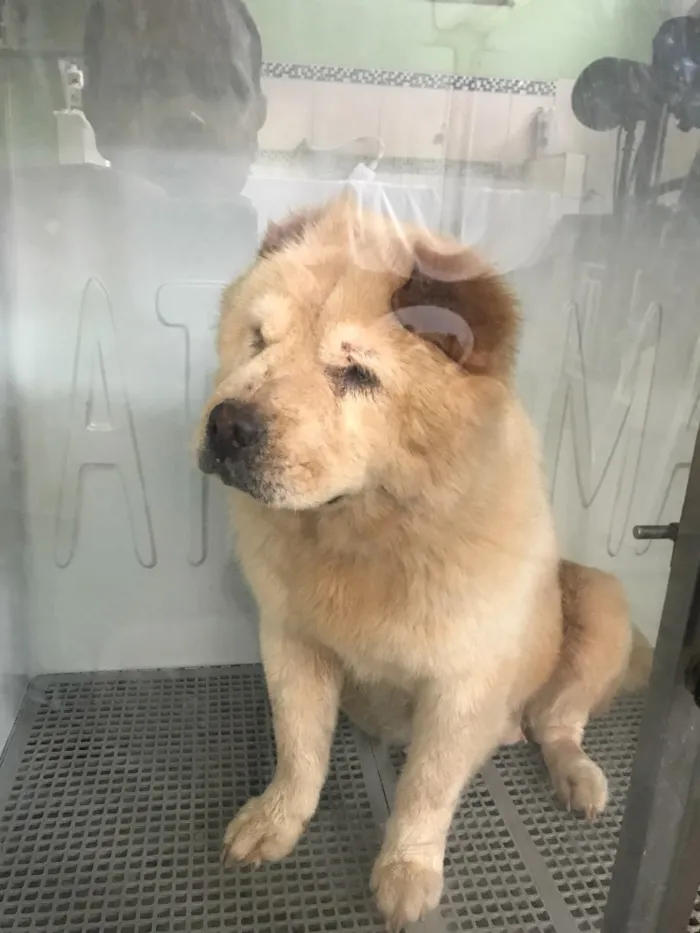 Cachorro ra a Chow chow idade 6 ou mais anos nome Tina , (provisório)