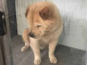 Cachorro raça Chow chow idade 6 ou mais anos nome Tina , (provisório)