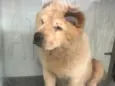 Tina , (provisório)