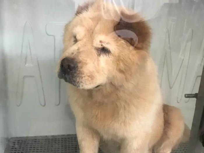 Cachorro ra a Chow chow idade 6 ou mais anos nome Tina , (provisório)