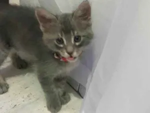 Gato raça  idade Abaixo de 2 meses nome Sem nome 