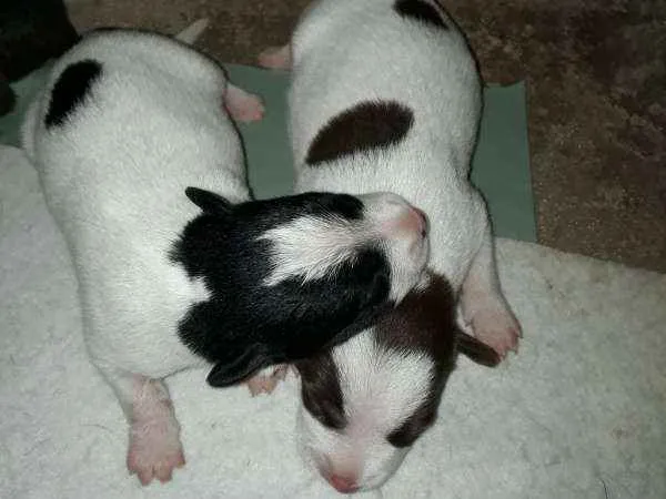 Cachorro ra a mestiços idade Abaixo de 2 meses nome Cachorro