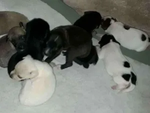 Cachorro raça mestiços idade Abaixo de 2 meses nome Cachorro