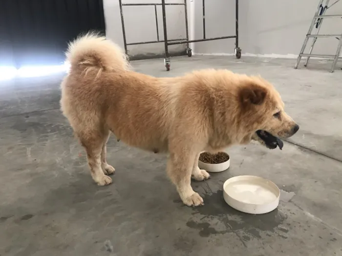 Cachorro ra a Chow chow idade 6 ou mais anos nome Tina , (provisório)