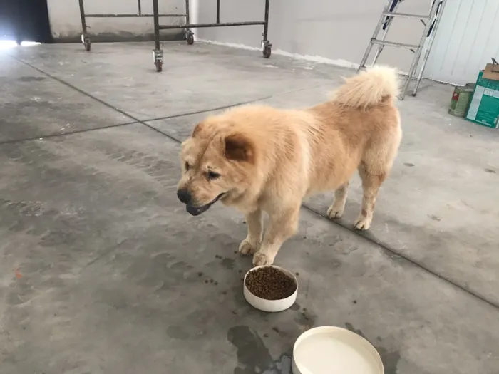 Cachorro ra a Chow chow idade 6 ou mais anos nome Tina , (provisório)