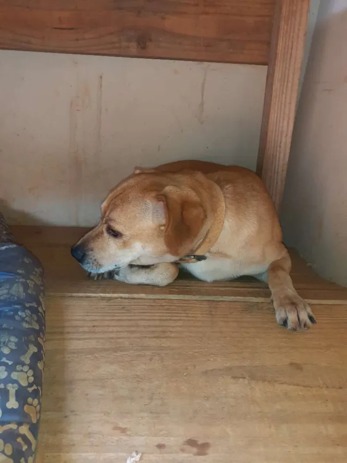 Cachorro raça Vira lata idade 4 anos nome Cheik