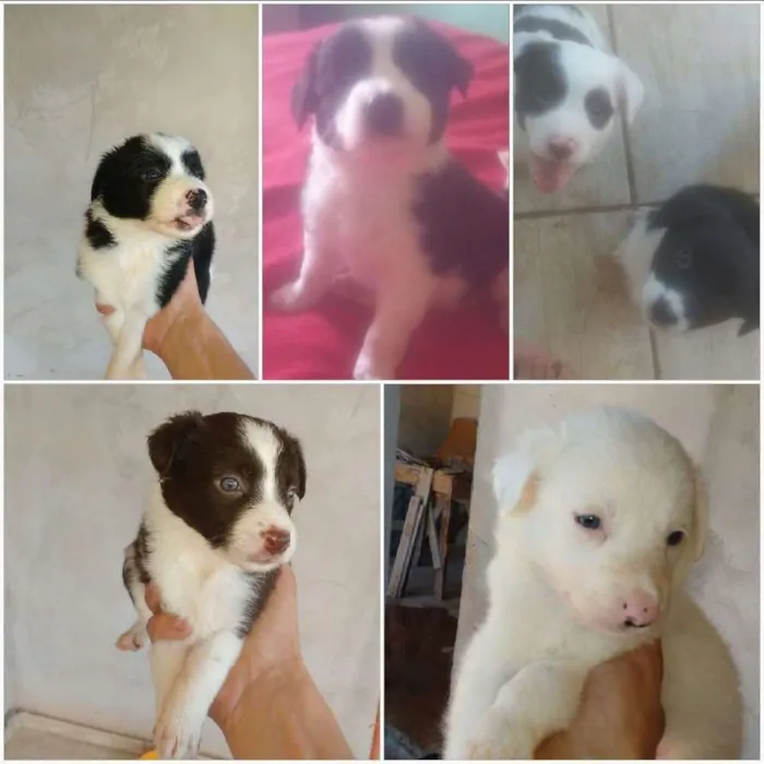 Cachorro raça Border Collie  idade 2 a 6 meses nome Vários 