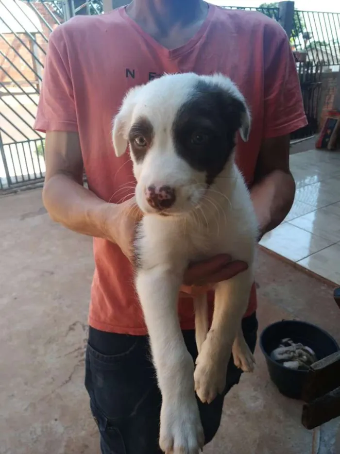 Cachorro raça Border Collie  idade 2 a 6 meses nome Vários 
